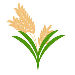 Set of hand drawn rice plant illustrations. Illustration of rice plant or rice ear
