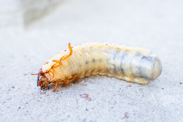 Large rhinoceros beetle larva, close-up