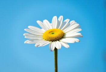 Naklejka premium Beautiful daisy flower against a clear blue sky background