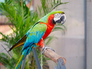 Vibrant macaw parrot with striking green, blue, and red feathers perched on a wooden bar, set against a tropical background with palm leaves.