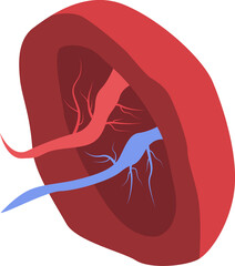 Cross section of human liver illustration.