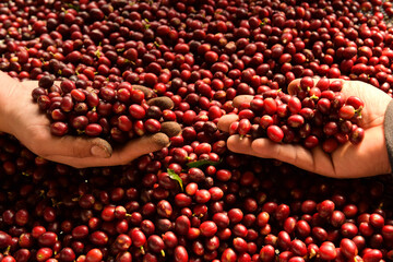 close up of fresh coffee beans on hand 
