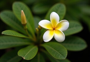Fototapeta premium Beautiful plumeria flower blooming among lush green leaves