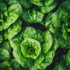 Obraz premium Close-up of vibrant green butter lettuce growing in garden; overhead shot showcasing fresh produce and healthy eating