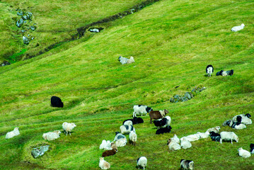 Sheep Pasture in Faroe Islands