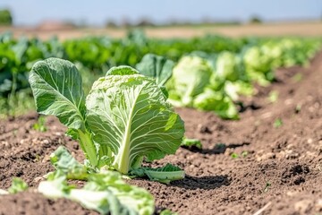 Naklejka premium Close-up of Cabbage Growing in Field Row on Sunny Day, Low Angle View of Green Vegetable in Agricultural Landscape, Cultivated Crop