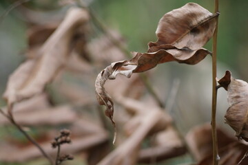 A blurred background adds depth and focus, enhancing subject clarity in photos or visual designs.