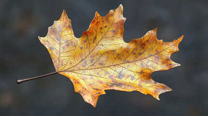 Fototapeta premium A realistically rendered 3D close-up image shows a highly detailed, single leaf with intricate textures and autumnal colors in 4K resolution at a side angle view.