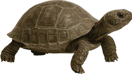 turtle isolated on white background