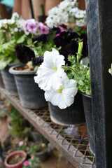 White petunias in the garden, Petunia, Close up of white Petunia flower in the garden, Petunia flower and blurred background, Background of white petunia flowers, spring flower Closeup.
