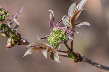 Small buds of sambucus racemosa in early spring time.