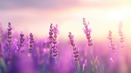 Naklejka premium Lavender fields in soft sunlight, vibrant purple blooms swaying gently, evoking calm and tranquility, perfect for wellness themes.