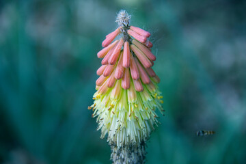A very peculiar flower, like an umbrella