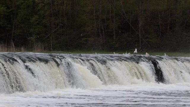 Kuldiga, Latvia Water flowing over the Venta River waterfall, the widest in Europe, 270 meters wide. 