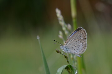 Close-up of a butterfly on a plant