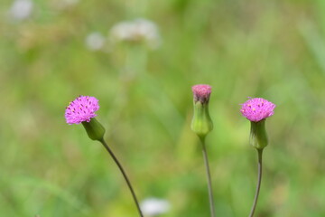 Close-up of purple flowering plant
