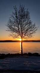 Sunrise silhouettes a tree by water