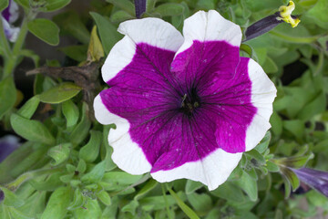 White Purple petunias in the garden, Petunia, Close up of White Purple Petunia flower in the garden, Petunia flower and blurred background, Background of Purple petunia flowers, spring flower Closeup.