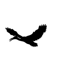 Ibis bird silhouette. Vector illustration 