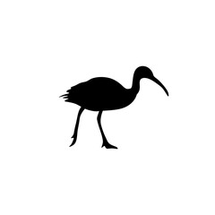 Ibis bird silhouette. Vector illustration 