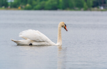Graceful white Swan swimming in the lake, swans in the wild. Portrait of a white swan swimming on a lake.