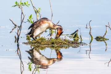 Great Crested Grebe, Podiceps cristatus, water bird sitting on the nest, nesting time on the green lake