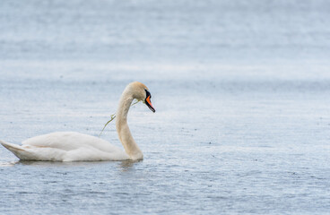 Graceful white Swan swimming in the lake, swans in the wild. Portrait of a white swan swimming on a lake.