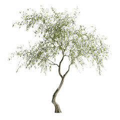 Obraz premium Solitary arboreal beauty a digitally rendered tree form against a stark isolated nothingness expanse