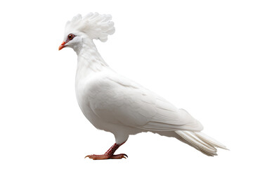 White dove standing in profile isolated on transparent background

