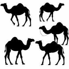Silhouette set of camels in various poses against a white background ideal for graphic design and illustration projects