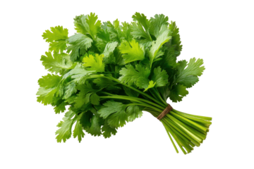 Fresh coriander herb bunch tied with twine isolated on transparent background