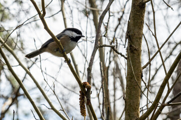 Fototapeta premium Black Capped Chickadee on tree branch in the park