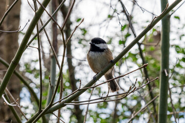 Black Capped Chickadee on tree branch in the park