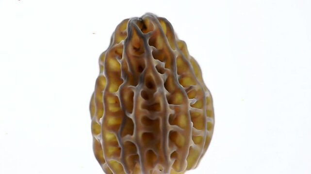Detailed Morel Mushroom Isolated on White Background with Intricate Textures and Close Up Focus Perfect for Earth Day Visuals