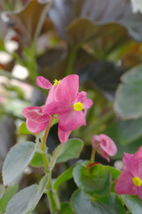 Beautiful Pink Begonia (Begonia Semperflorens) flowers in the park, Closeup view of angel wing cane begonia inflorescence with fresh red flowers closeup in nature, the close up view of Pink wax begoni