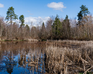 views of wildlife and a magical lake on a sunny day. Ecology of pure nature city park