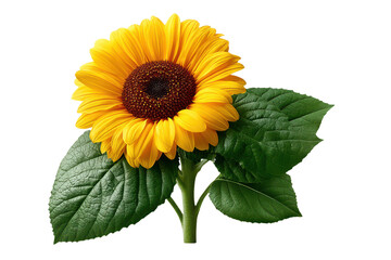 Obraz premium Sunflower with green leaves and bud isolated on transparent background