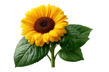 Sunflower with green leaves and bud isolated on transparent background