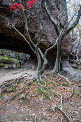 깊은 산속에 기이한 형태로 뻗어있는 나무 뿌리들.