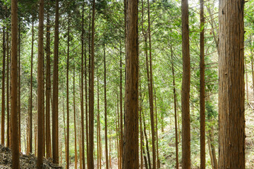 Obraz premium 울창한 숲속에 있는 삼나무 군락지. 