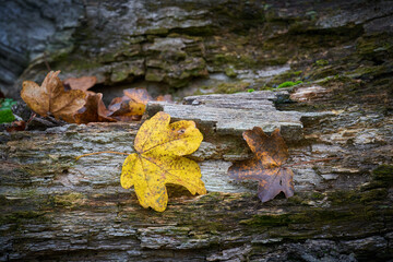 Blätter eines Feldahorn, Acer Campestre, mit leuchtender Herbstfärbung auf einem Baumstamm im...
