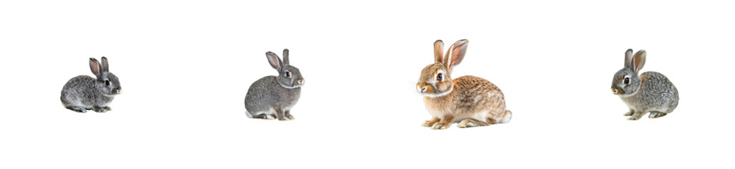 Fototapeta premium Rabbits of various colors sitting on surface, cut out transparent