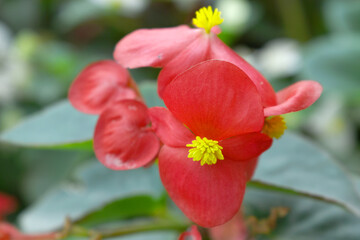 Beautiful red Begonia (Begonia Semperflorens) flowers in the park, Closeup view of angel wing cane begonia inflorescence with fresh red flowers closeup in nature, the close up view of red wax begonias