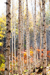 가을 분위기의 잎이 노란 자작나무.