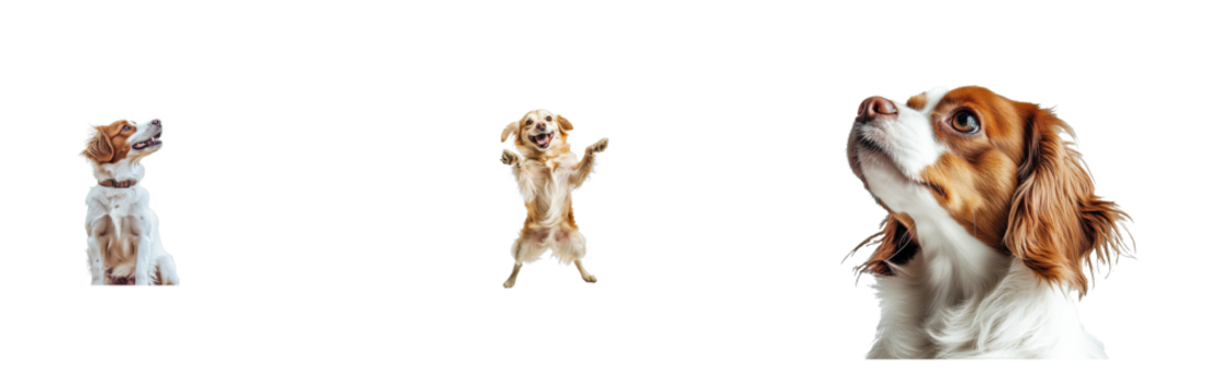 Three canine companions displayed on black, cut out transparent