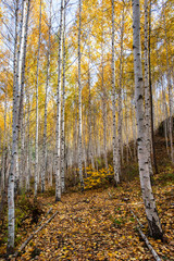 Fototapeta premium 가을 분위기의 잎이 노란 자작나무.