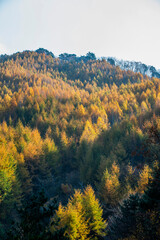 노랗고 빨갛게 여물어가는 가을날의 나무숲.