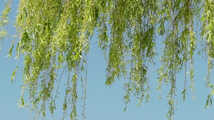 Tokyo, Japan - May 7, 2025: Young willow leaves Under blue sky