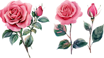 vector illustration of rose