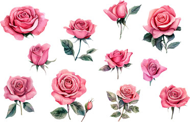 watercolor pink roses flowers clipart